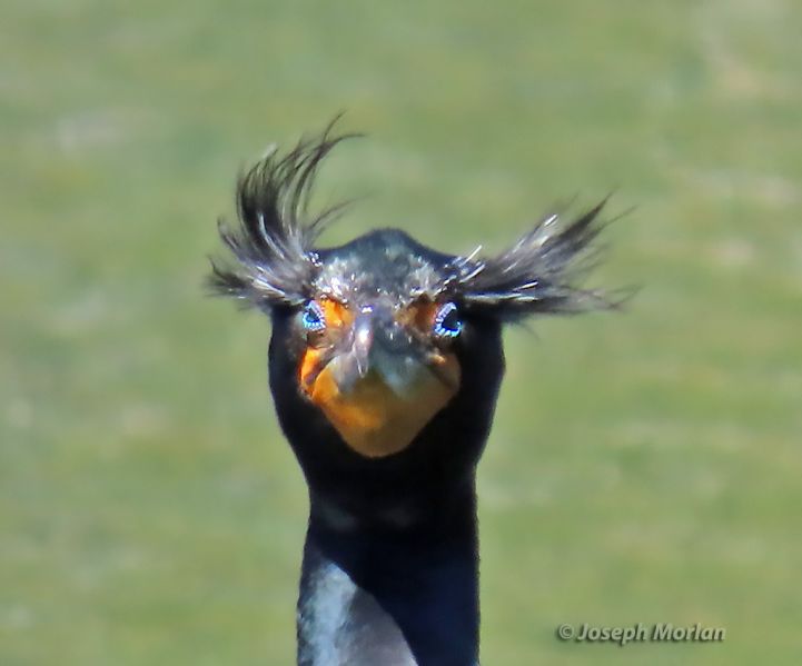 File:Double-crested Cormorant Face-Eyes JMR.jpg