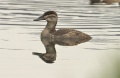 Andean Duck.jpg