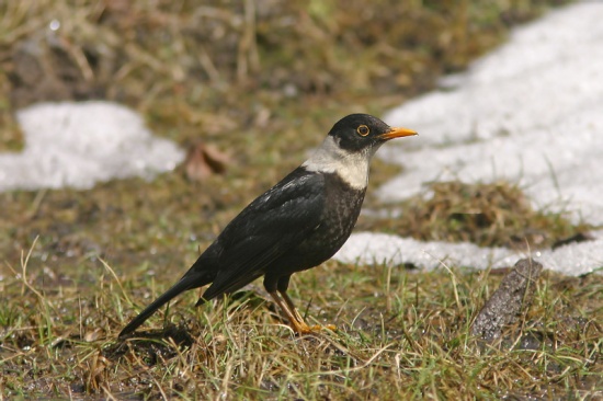 White-collared Blackbird - BirdForum Opus | BirdForum