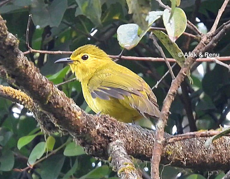 File:Yellow-browed Bulbul 1 Alok.jpg
