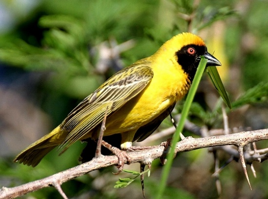 Southern Masked Weaver Opus | BirdForum