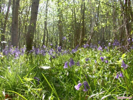 Photo by Alastair Rae Bluebell Wood