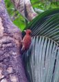 Cinnamon Woodpecker.jpg