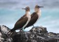 Blue-footed Booby.jpg