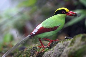 Common Green Magpie - BirdForum Opus | BirdForum