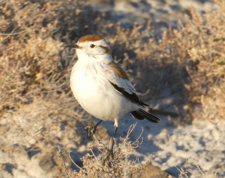 File:Salinas monjita male.jpg