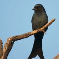 Fork-tailed Drongo.jpg