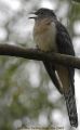 Fan-tailed Cuckoo.jpg