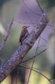Abyssinian Woodpecker.jpg