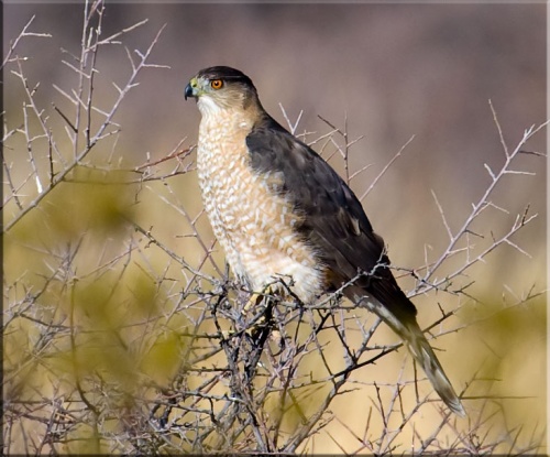 Cooper's Hawk vs Sharp Shinned Hawk: 5 Differences - AZ Animals