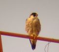 Barbary Falcon.jpg