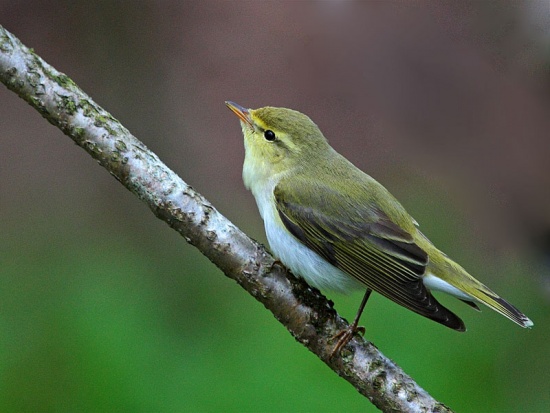 wood warblers