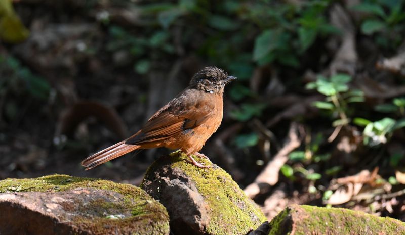 File:Rufous-Flycatcher-thrush Clearer-Image VLKST.jpg