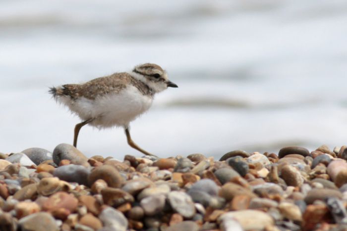 Common Ringed Plover - BirdForum Opus | BirdForum