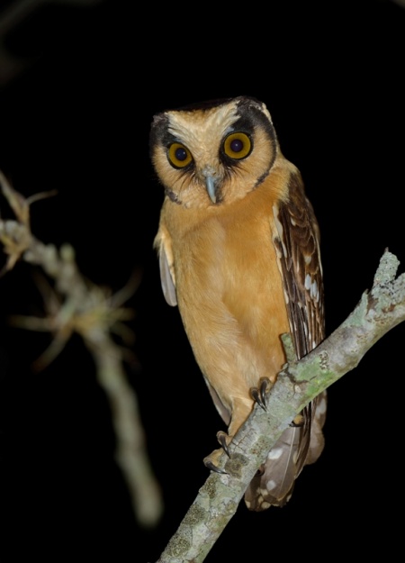 Buff-fronted Owl - BirdForum Opus | BirdForum