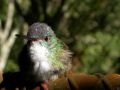 Azure-crowned Hummingbird.jpg
