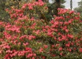 Pink Rhododendron Img 7212.jpg