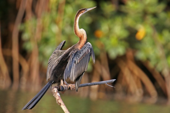 African Darter - BirdForum Opus | BirdForum