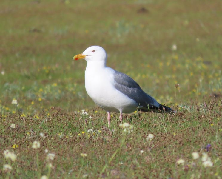 File:Mongolian Gull by Jeff Hopkins.jpeg