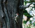 Bearded Woodpecker.jpg