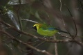 Blue-winged Leafbird.jpg