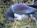 DSC00517.JPG