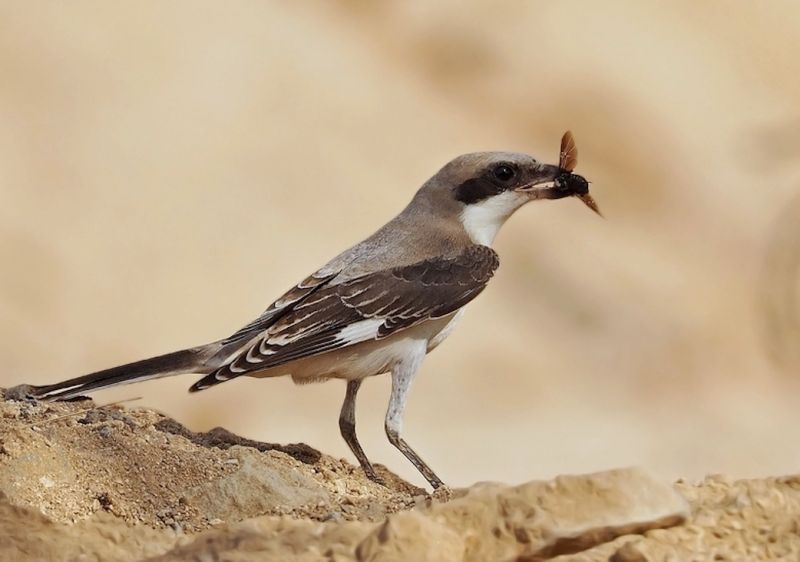 File:BF Southern Grey Shrike 1st Winter Ammad.jpg
