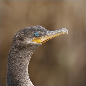 Stanley Pool - BirdForum Opus