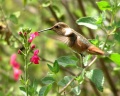 Allens Hummingbird.jpg