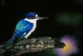 Forest Kingfisher.jpg