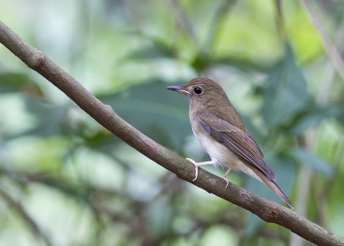 Brown-chested Jungle Flycatcher - BirdForum Opus | BirdForum