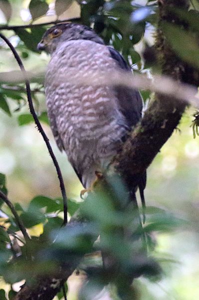 File:Adult Chilean hawk.JPG