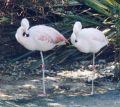 Chilean Flamingo.jpg