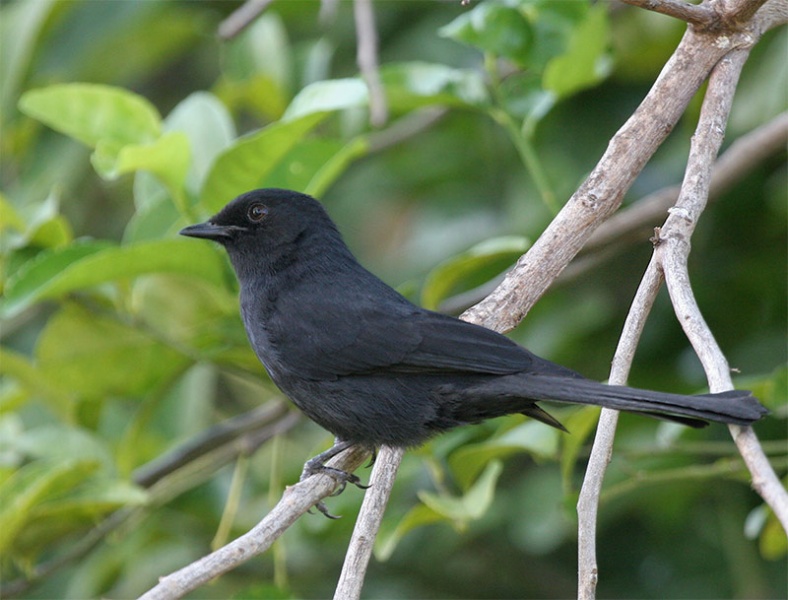 File:Northern Black Flycatcher.jpg