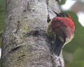 Crimson-mantled Woodpecker.jpg