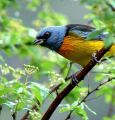 Blue and Yellow Tanager.jpg