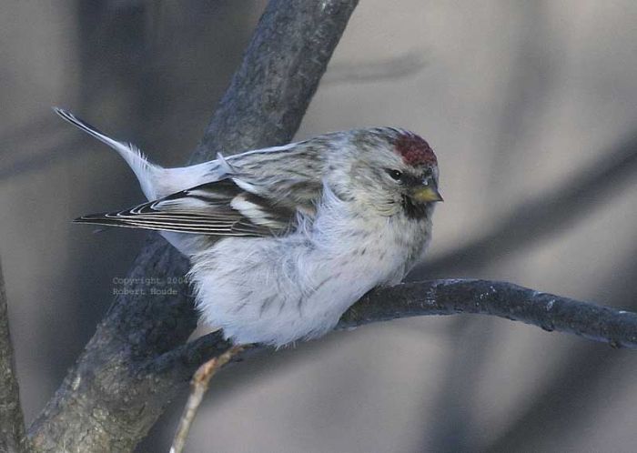 Hoary Redpoll - BirdForum Opus | BirdForum