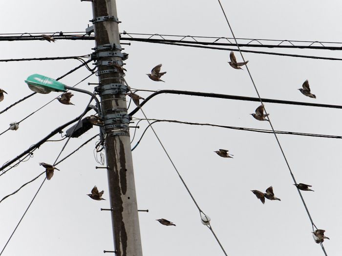 White-cheeked Starling - BirdForum Opus | BirdForum