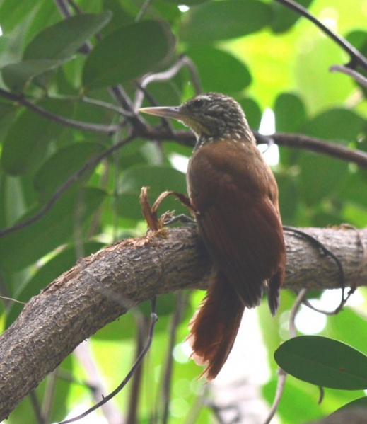 File:Straight-billed WoodcreeperXP.jpg