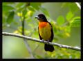 Flame-rumped Tanager.jpg