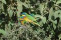 Blue-breasted Bee-eater.jpg