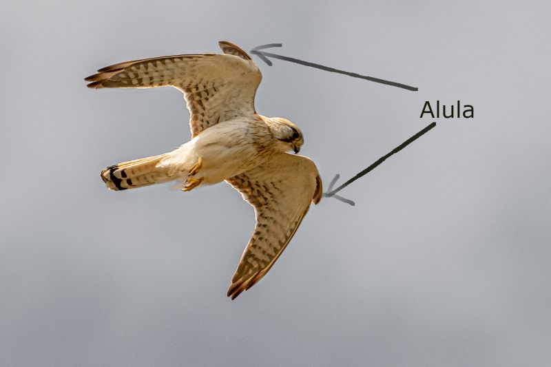 File:Nankeen kestrel kingston park 2.jpg