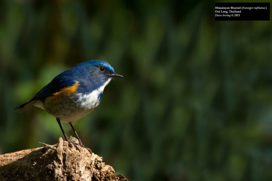 Red-flanked bluetail - Facts, Diet, Habitat & Pictures on