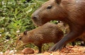 Capybara05CM.jpg