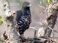 Crowned Hawk Eagle.jpg
