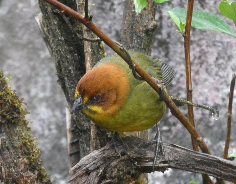File:Fulvousheadedbrushfinch.jpg