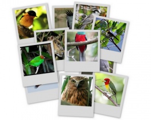Birds-Collage.jpg