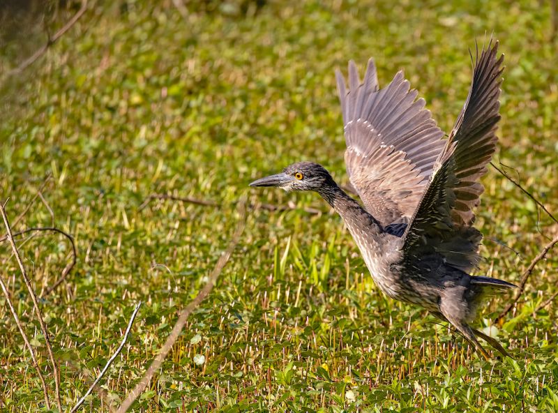 File:Yellow-crowned Night Heron Flt 1stsumr SJ.jpg