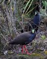 Black-tailed Native Hen.jpg