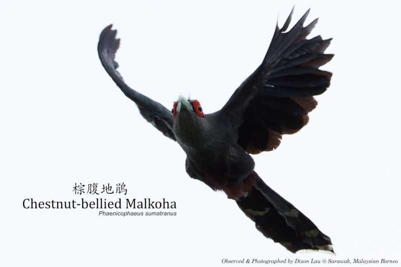 File:Chestnut-bellied-Malkoha Flight DXNLAU.jpg